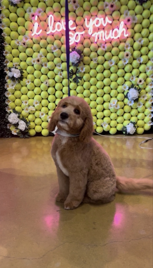 Puppy first groom