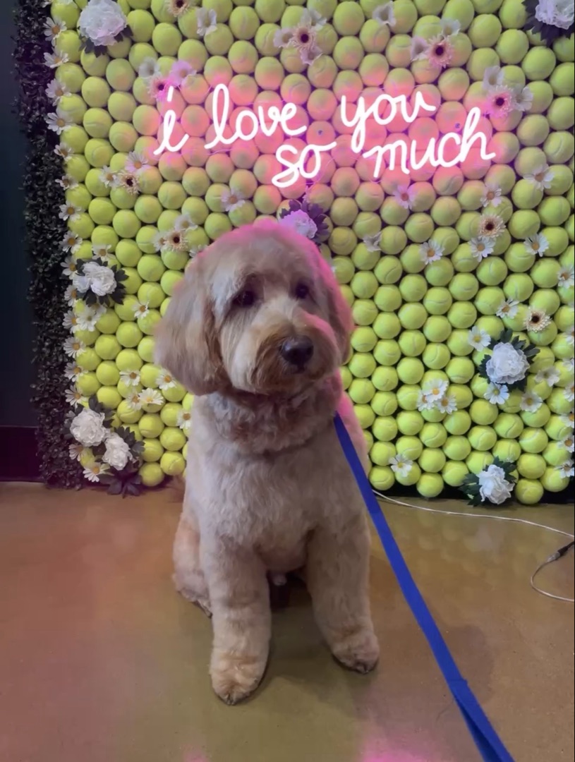 Anxious pet grooming