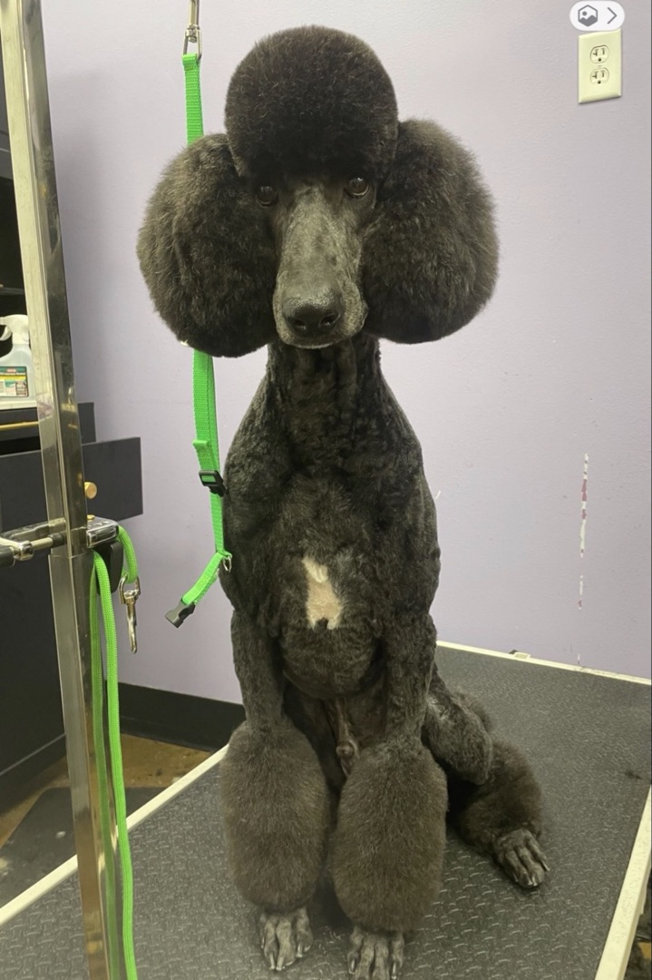 Earthwise Pet grooming